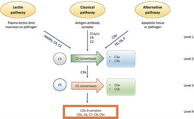 Current and Future Approaches for Monitoring Responses to Anti-complement Therapeutics